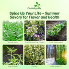 Outsidepride Summer Savory Seeds - 1 oz. Annual Culinary Herb Seeds for Planting with Aromatic Leaves, Drought Tolerant & Compact for Container, Raised Bed, & Kitchen Herb Garden