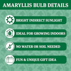 Gold Base Waxed Amaryllis Flower Bulb with Stand, No Water Needed