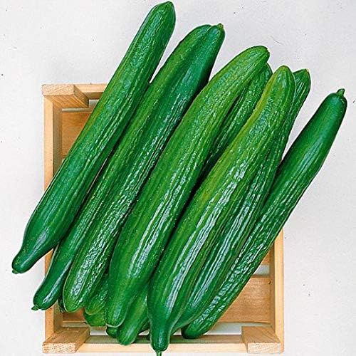 Seeds Rare Cucumber Emelya Giant Long Pickling Heirloom Vegetable Non GMO