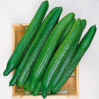Seeds Rare Cucumber Emelya Giant Long Pickling Heirloom Vegetable Non GMO