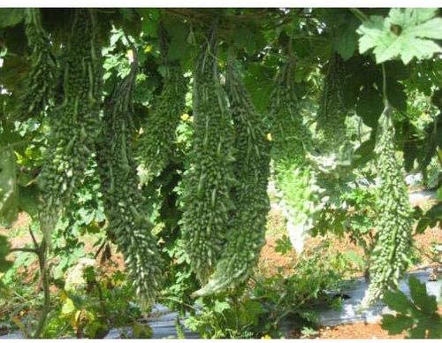 (30) Karela Indian Bitter Melon,Bitter Gourd Seeds, Balsam Pear, Ku Gua, Foo Gwah,(Kho Qua) (Treated) by Viablekitchenseeds