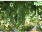 (30) Karela Indian Bitter Melon,Bitter Gourd Seeds, Balsam Pear, Ku Gua, Foo Gwah,(Kho Qua) (Treated) by Viablekitchenseeds