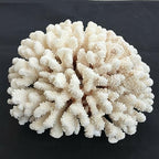 KatLin White Coral Crystal Energy Ornament Natural Beauty Home Ornaments (Size : 22-25cm)