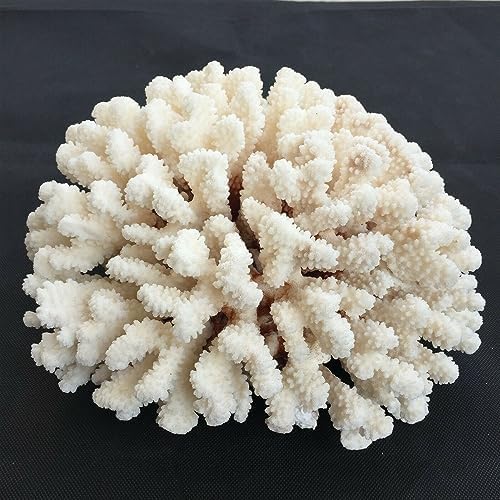 KatLin White Coral Crystal Energy Ornament Natural Beauty Home Ornaments (Size : 22-25cm)