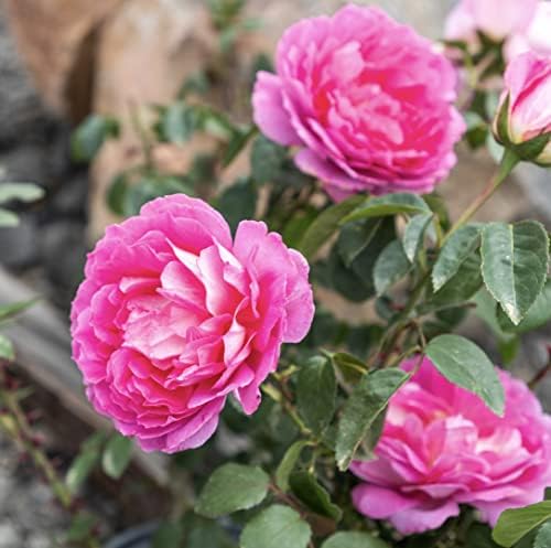 Fresh Roses for Delivery Prime, Pink Roses Live Rose Bush Plants, Indoor Rose Plant Lover Gifts, Fresh Flowers for Delivery Prime, Potted Rose Plant Live Plants, Live Outdoor Plants by Plants for Pets