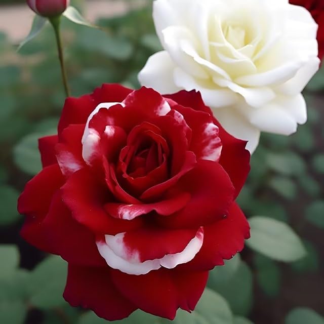 20 Rare Twin Red White Rose Flower Seeds for Planting - Captivating Garden Blooms Non GMO Heirloom Garden - Planting Instructions for Easy Grow - Great Gardening Gifts