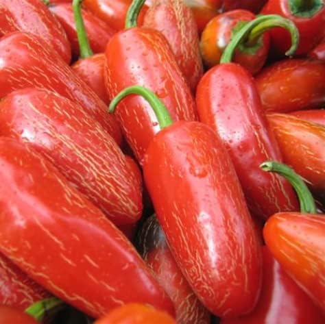 Magic Plant Red Jalapeno Pepper Powder - Fine Ground Red Jalapeno Chili Powder (1 LB) - Mexican Cuisine Staple | Mild - Medium Heat | Add to any Dish or Drink | Spicy Sweeter bit Smoky – Pure, Non-GMO