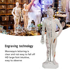 Body Acupuncture Model, Professional Model Human Body Acupuncture Model for Chinese Teaching Acupuncture Massage Lettering Crafts
