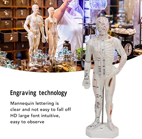 Body Acupuncture Model, Professional Model Human Body Acupuncture Model for Chinese Teaching Acupuncture Massage Lettering Crafts
