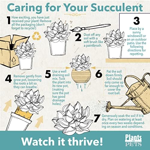 String of Dolphins Plant Live Succulents, Succulents Plants Live in Hanging Planter, Succulents Live Plants Indoor Plants Live Houseplants, Hanging Plants Live Succulent Plants Live by Plants for Pets