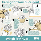 String of Dolphins Plant Live Succulents, Succulents Plants Live in Hanging Planter, Succulents Live Plants Indoor Plants Live Houseplants, Hanging Plants Live Succulent Plants Live by Plants for Pets