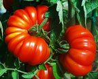 30 Costoluto Genovese Pomodoro Tomato Seeds, Heirloom Non-GMO, Low Acid, Indeterminate, Open-Pollinated, Productive from USA Solanum lycoperscium