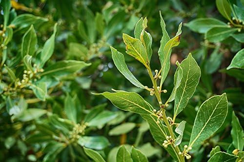 ArOmis Laurel Leaf (Bay Laurel) Essential Oil - 100% Pure & Undiluted for Aromatherapy & Diffusers - 30ml (1 Fl Oz)