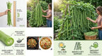 Bean Seeds for Planting Vegetables and Fruits.Pole Beans,Bush Beans,Romano Beans.Non GMO Garden Seeds for Home Vegetable Garden(6g,30+) Yardlong Pole Bean Seeds for Planting,Yard Long Asparagus Bean豇豆