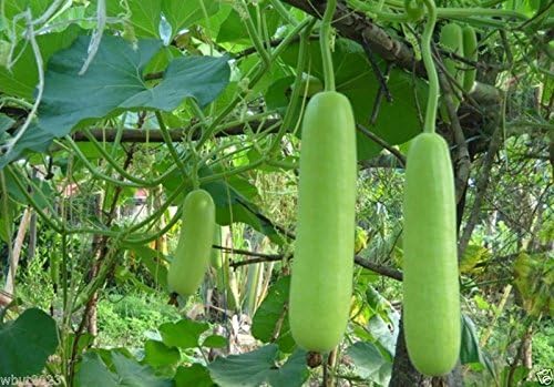 Bottle Gourd Seeds, NAM Tao Yao (Asian Vegetable) Grows 12" Long and 2.5 pounds. 25 Seeds