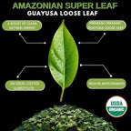 Amazonian Treasure Organic Guayusa Loose Leaf Tea, 16 OZ (1LB), Smooth Energy Boost, Alternative to Coffee & Yerba Mate, 60 mg Caffeine per Serving.
