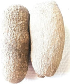 New Fresh Ghana Yam, 7-8lb 2 Large Tubers