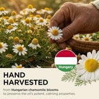 Gya Labs Organic German Chamomile Essential Oil - 0.34 Fl Oz - for Skin, Hair, Diffuser, Aromatherapy, DIY Candle Making Scents