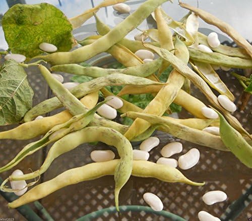 Haricot Tarbais Bean(50 Seeds) The traditional bean used in France for cassoulet