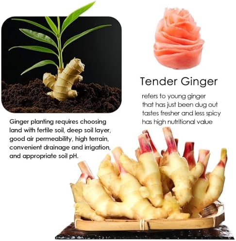 YUHO Pickled Sushi Ginger, Japanese Pink Gari Sushi Ginger Fat Free, Sugar Free, Kosher, BRC, No MSG, Low cal 12 oz