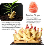 YUHO Pickled Sushi Ginger, Japanese Pink Gari Sushi Ginger Fat Free, Sugar Free, Kosher, BRC, No MSG, Low cal 12 oz