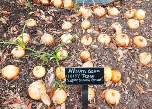 TomorrowSeeds - Texas 1015Y SuperSweet Onion Seeds - 200+ Count - for 2026 Planting Official Texas State Vegetable Granex Sweet Candy Short Day Garden Heirloom Onions Grow Your Own Home Farm Patio