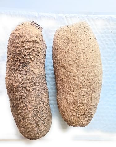 New Fresh Ghana Yam, 7-8lb 2 Large Tubers