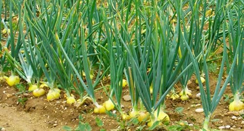 TomorrowSeeds - Texas 1015Y SuperSweet Onion Seeds - 1200+ Count - for 2026 Planting Official Texas State Vegetable Granex Sweet Candy Short Day Garden Heirloom Onions Grow Your Own Home Farm Patio