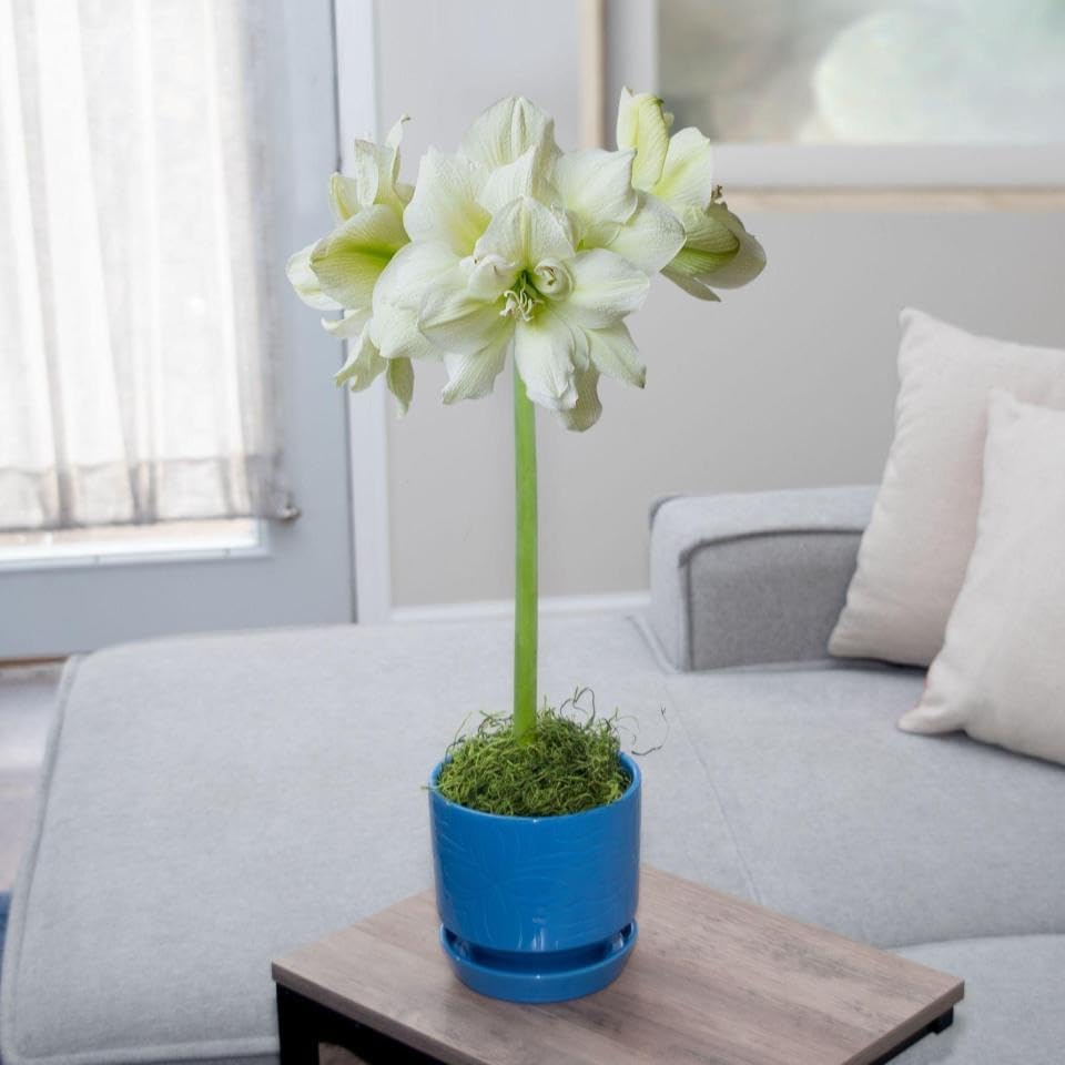 Pre- Potted Amaryllis Bulb Kit: Marilyn in Stunning Beautiful Blue Ceramic Pot NO Planting Necessary Indoor Flowers and Blooms Many Color Options Red Pink White Waxed Alternative Live Amaryllis Plant