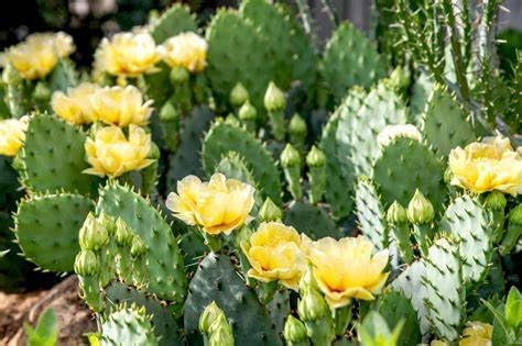 Generic Prickly Pear Cactus Seeds Opuntia humifusa 20 Seeds, green with yellow flowers