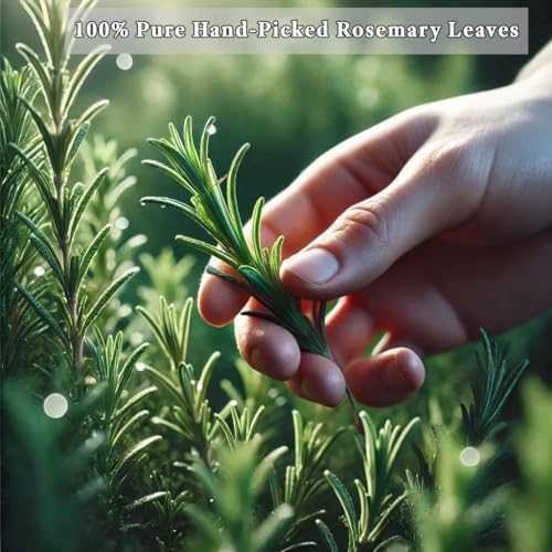 FreshXify Premium Pure Rosemary Tea Bags – 100 Tea Bags, 100% Natural Freeze-Dried Rosemary Leaves, Caffeine-Free, No Additives, Vegan Herbal Tea (1.5g/Bag)