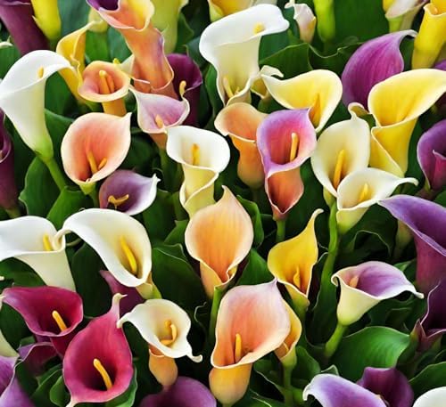 100Pcs Calla Lily Seeds Beautiful Flowers Mix Color Perennial Plant