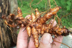 bodi : Cranesbill Root Powder | 4oz to 5lb | 100% Pure Natural Hand Crafted (4 oz)