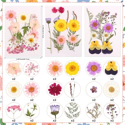 36PCS Real Dried Pressed Flowers Cake Toppers Natural Dried Wildflower Baby in Bloom Baby Shower Cake Toppers for Women Birthday Bridal Shower Wedding DIY Floral Party Decoration