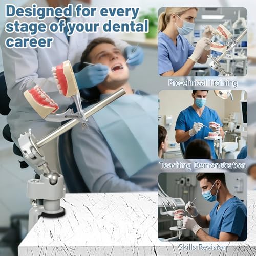 Typodont Teeth Model Training Mount, Pole Teeth Model Mount Fixed on Desk Training Manikin Dental Schools Education Practical Typodont 360° Motion