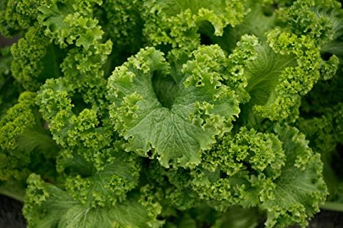 1000 Southern Giant Curled Mustard Seeds 2.5 Grams of Seeds Heirloom Non GMO