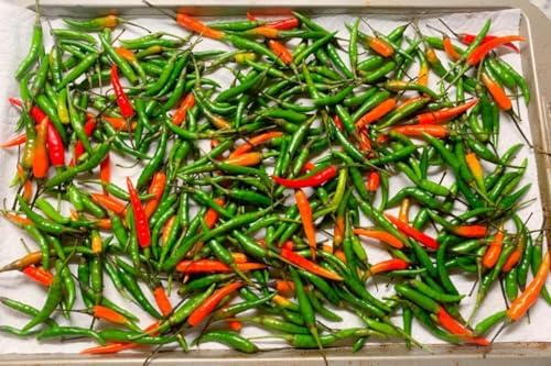 Fresh Thai Chile Peppers, 1 lb Bag, Mixed Red and Green, Whole Raw Chilis for Asian Cooking