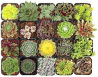 Mountain Crest Gardens Hardy Succulent Variety Pack - 20 Frost-Tolerant Live Plants, Rooted in 2 Inch Pots - Real Outdoor Succulents for Rock Gardens, Landscaping, DIY Arrangements