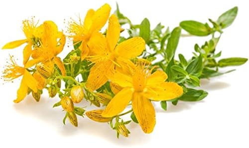 St. John's Wort C/S - Dried Hypericum perforatum Loose Tea from 100% Nature (1 oz)