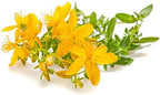 St. John's Wort C/S - Dried Hypericum perforatum Loose Tea from 100% Nature (1 oz)