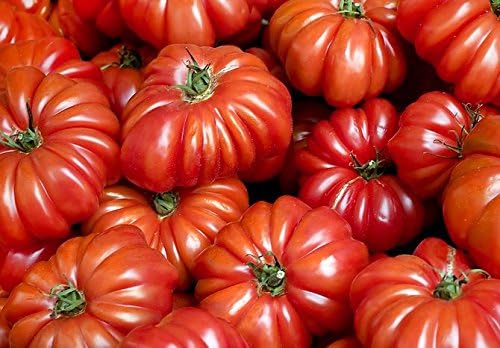 30 Costoluto Genovese Pomodoro Tomato Seeds, Heirloom Non-GMO, Low Acid, Indeterminate, Open-Pollinated, Productive from USA Solanum lycoperscium