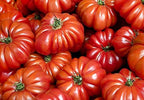 30 Costoluto Genovese Pomodoro Tomato Seeds, Heirloom Non-GMO, Low Acid, Indeterminate, Open-Pollinated, Productive from USA Solanum lycoperscium