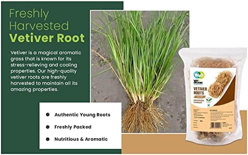 Vetiver Root/Dried Khus-Khus/Vetiveria Zizanioides (50 Grams), Young Roots Not Aged Matured Roots, Natural Herbal Coolant - Way4Organic (1 Pack)