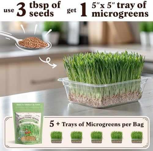 Seedboy Organic Wheatgrass Seeds - Hard Red Spring, Non-GMO, USA Grown Microgreens & Sprouting Seeds - 8 oz Bag Yields 5 Quarts (Hard Red Spring Wheatgrass)