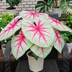 Premium Caladium Flower Plant Seeds, 100+ Mixed Caladium Seeds for Planting Outdoor, Non-GMO Heirloom Perennial Plants, Ideal for Garden Indoor Planting