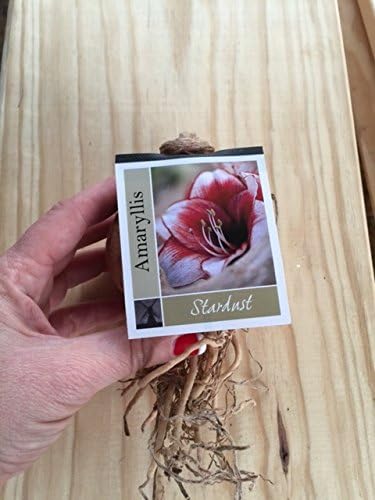 2 Stardust Amaryllis Bulb, Holiday Bulk Bonus Buy!! Large 28-34cm Size. Great for Winter Forcing! Unique Gift for the Gardening Lover in Your Life!