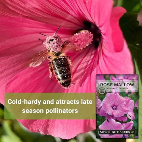 Sow Right Seeds - Rose Mallow Hibiscus Seeds for Planting - Non-GMO Heirloom Packet with Instructions to Grow - Tropical and Exotic Annual Tree Mallow - Blushing Rouge and Scarlet Blooms (1)