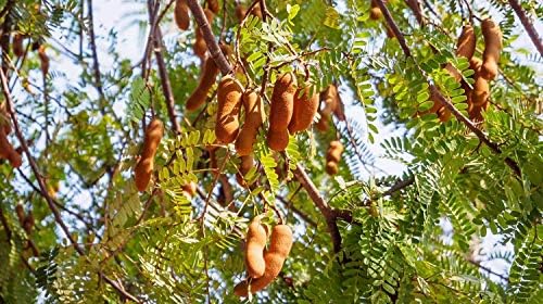 BSD Organics Spicy Tamarind/Imalee/Puli/Sintha Pandu (200 Gram)