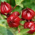 Sabdariffa Roselle Hibiscus Plants 5-8 Inch Tall, Red Sorrel Roselle Hibiscus Flowers for Planting in 4'' Pot, High Yield, Ready to Grow
