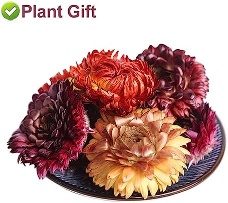 Plant Gift Bracteantha bracteata flower, Rainbow chrysanthemum Colorful chrysanthemum tea Body Bath Spa Wedding Confetti Home Fragrance DIY Crafts Accessories 30g/1.05oz